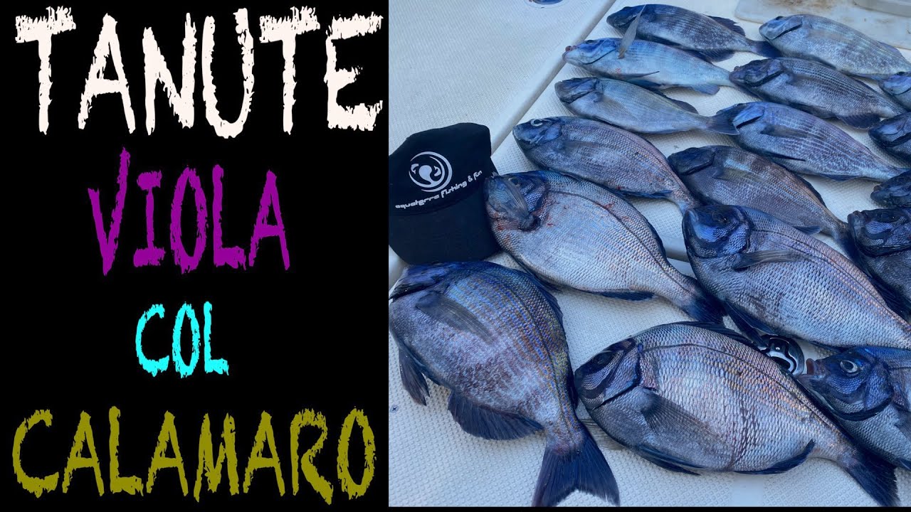 TANUTE VIOLA 🟣 GROSSI MASCHI 🐟 A BOLENTINO 🎣 CON STRISCIOLINE DI CALAMARO 🦑 CONGELATO ❄️