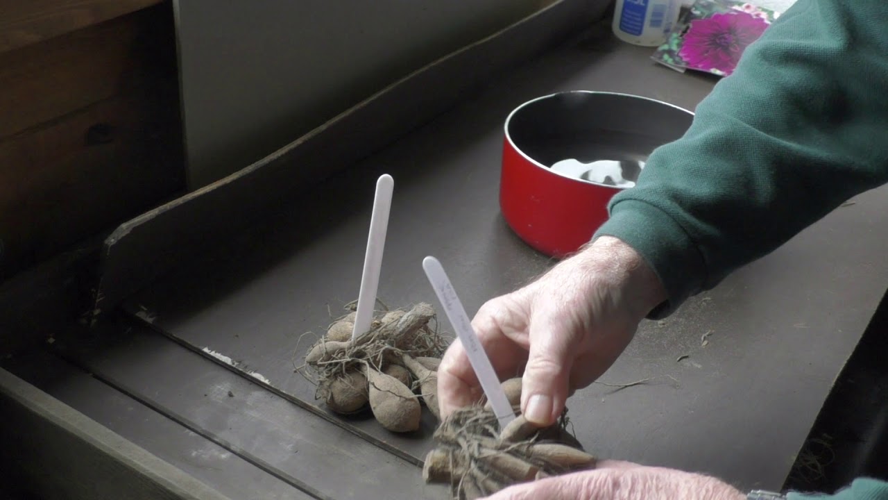 Dahlias 5 - Soaking Dry Tubers