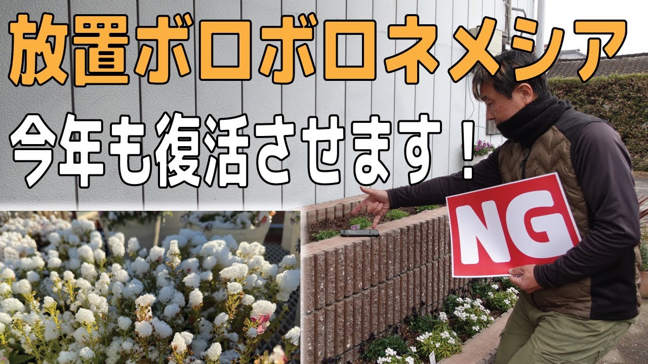 ボロボロネメシア、今年も大寒前に植えこんで再生するのか検証スタート