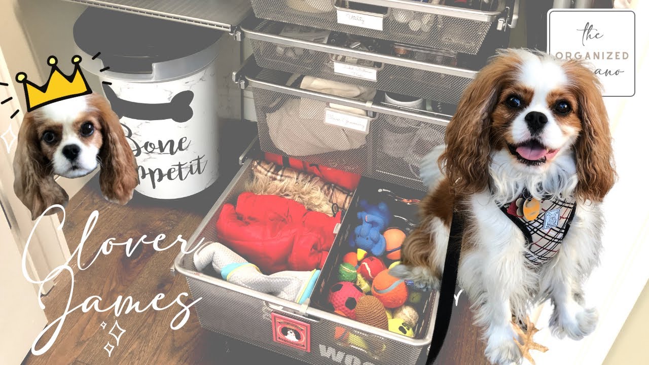 ☘️ Кловер Джеймс: самая организованная собака в Америке? 🐶