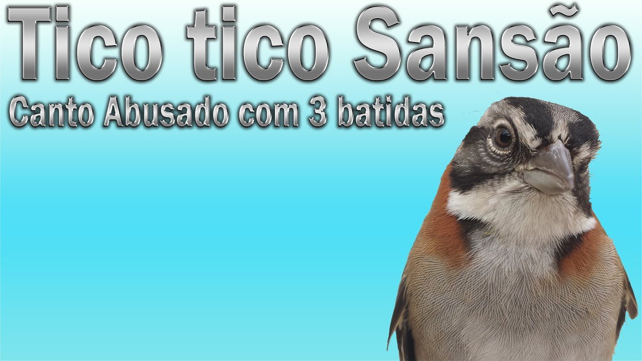 Tico tico Sansão canto Abusado com 3 batidas gravado ao vivo em HQ para ensinamento de filhotes!!!