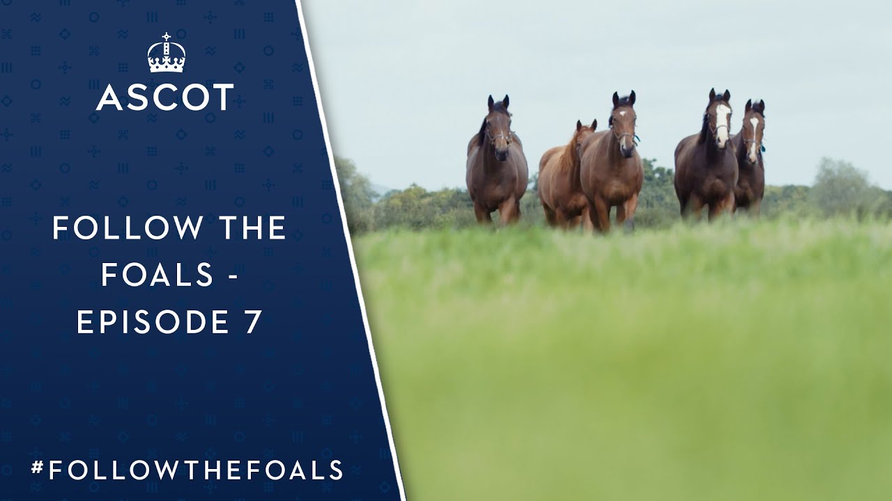 Follow The Foals  - Episode 7