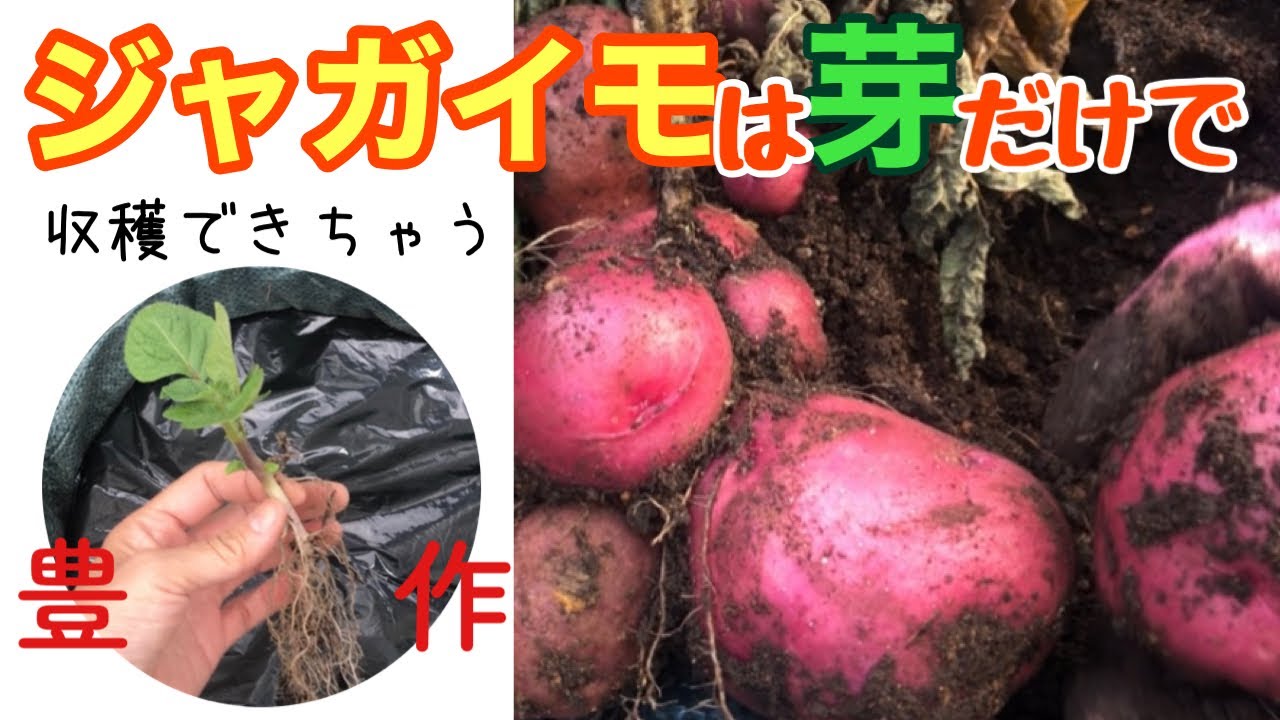 【しわしわ種イモも捨てないで‼️😆🥔】How about harvesting potatoes from just their sprouts? 