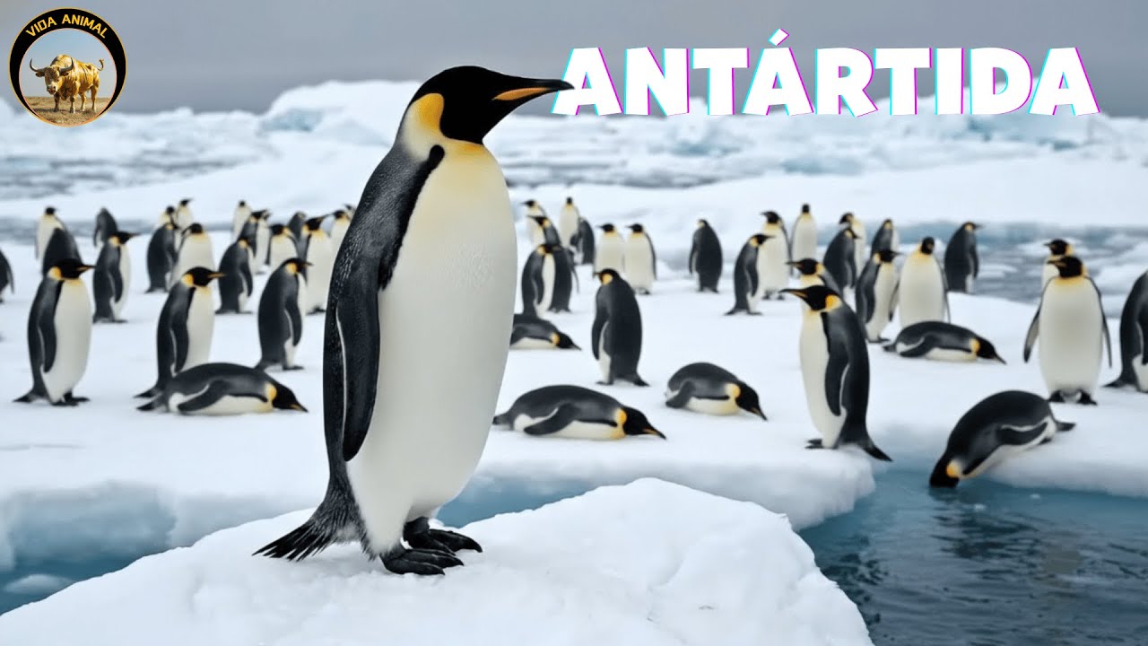 ANT&Aacute;RTIDA &ndash; Misterios del Lugar M&aacute;s Extremo de la Tierra | Documental de Vida Salvaje