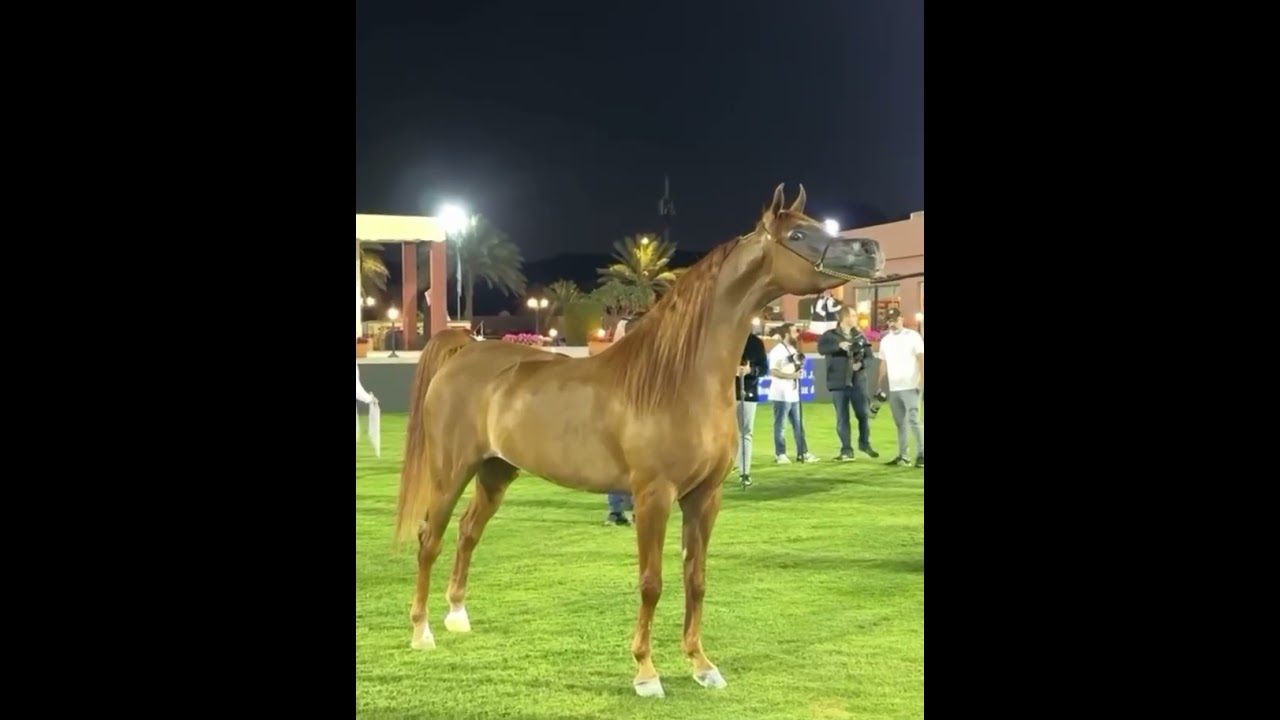 #arabianstallion #equestrian #arabianhorseworld #arabianhorseshow #arabianhorse #horse #arabichorse