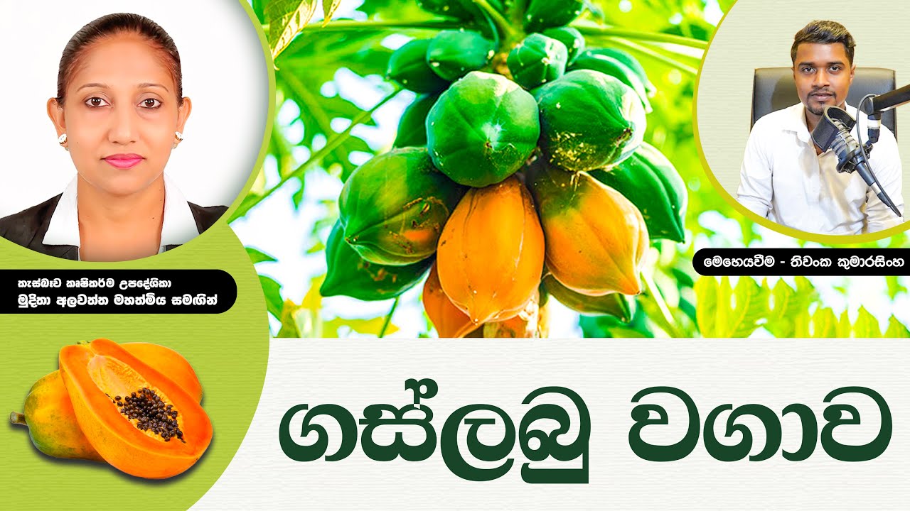 සල්ලි මවන ගස්ලබු වගාව | Papaya Cultivation | Gaslabu Wagawa Sinhala | Papaya | Papol wagawa | Agri