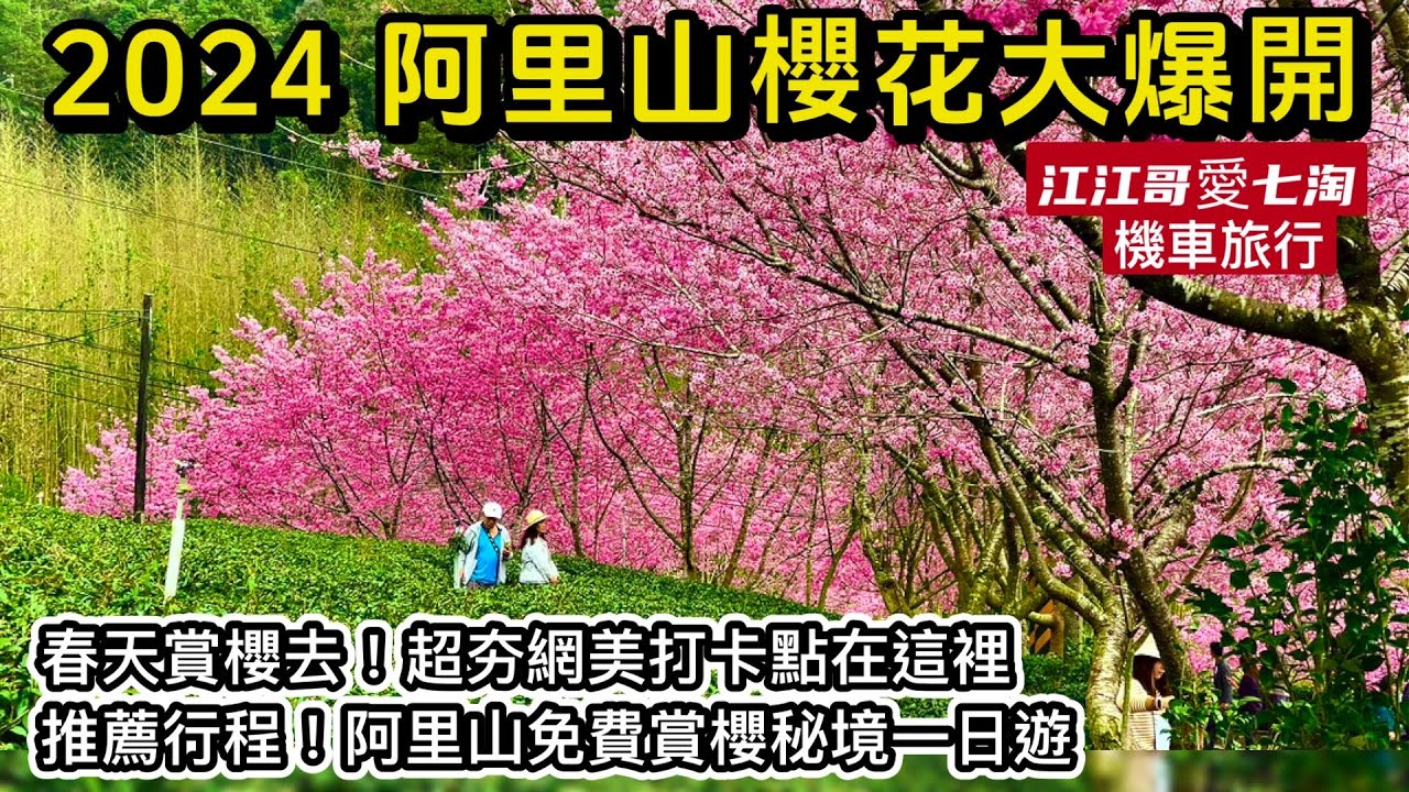 【江江哥愛七淘】機車旅行｜阿里山櫻花季賞櫻秘境｜奮起湖｜中興製茶廠｜賞櫻阿里山一日遊｜頂湖自然生態區Taiwan travel🇹🇼台灣櫻花季景點 #環島 #機車環島 #嘉義景點 #賞櫻景點