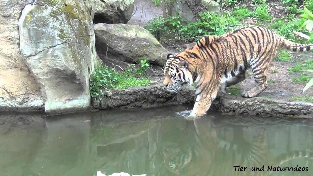 Badetag bei Amur-Tiger Tomak im Leipziger Zoo