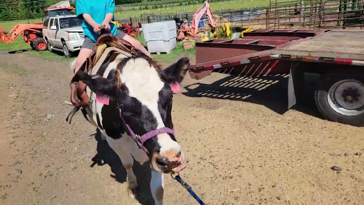 Riding a Dairy Cow