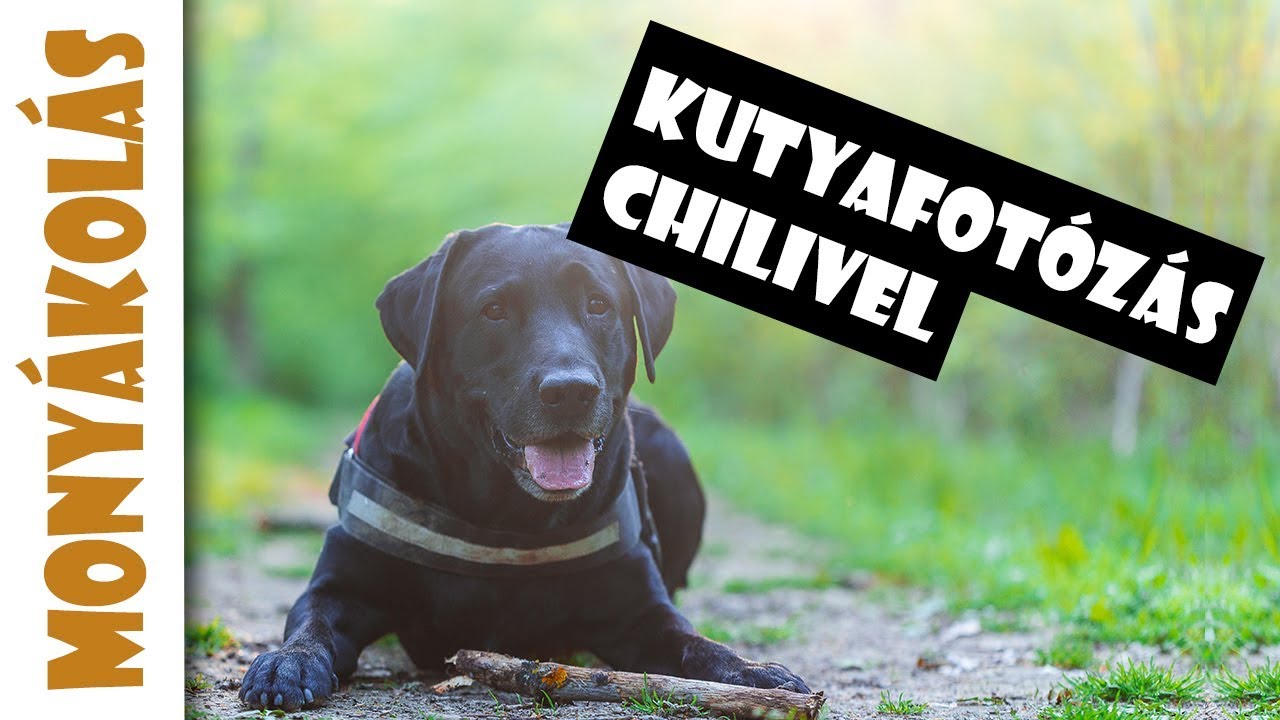 🐶Kutyafotózás - Hogyan selfizz a kutyáddal 📷