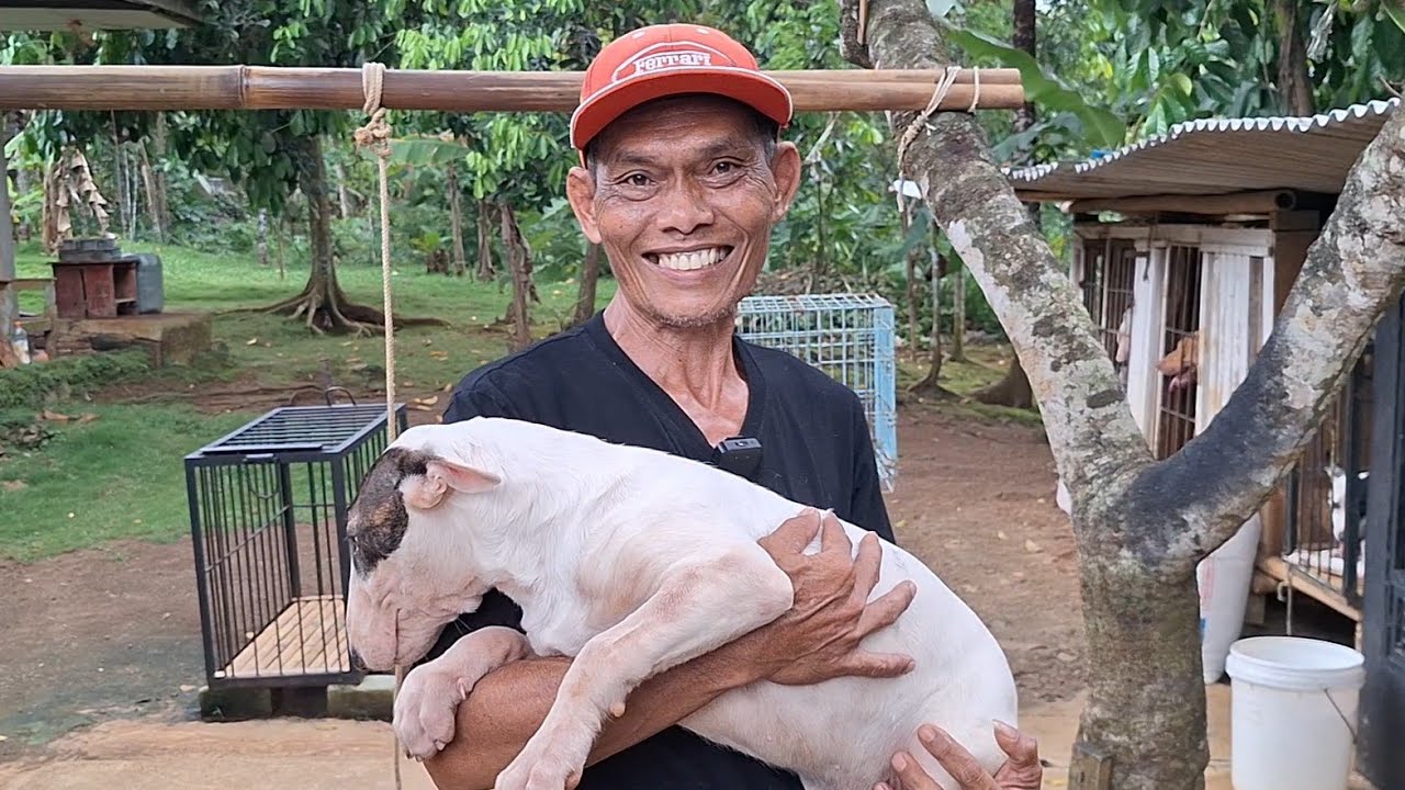 HARGA ANAKAN ANJING BULLTERRIER DI KANDANG ABAH CUNENG ‼️ BREEDER BULLTERRIER TOP DARI TASIK ‼️