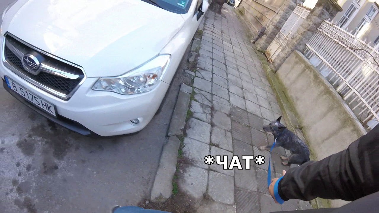 Как да науча кучето си да не дърпа на каишка?