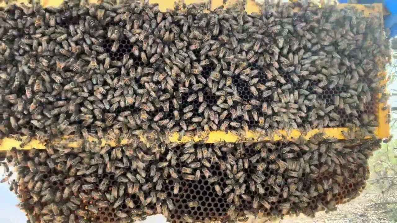 For Sarah - Beekeeping in Southern Arizona - Ugliest AHB Queen? Or Virgin? Part 1