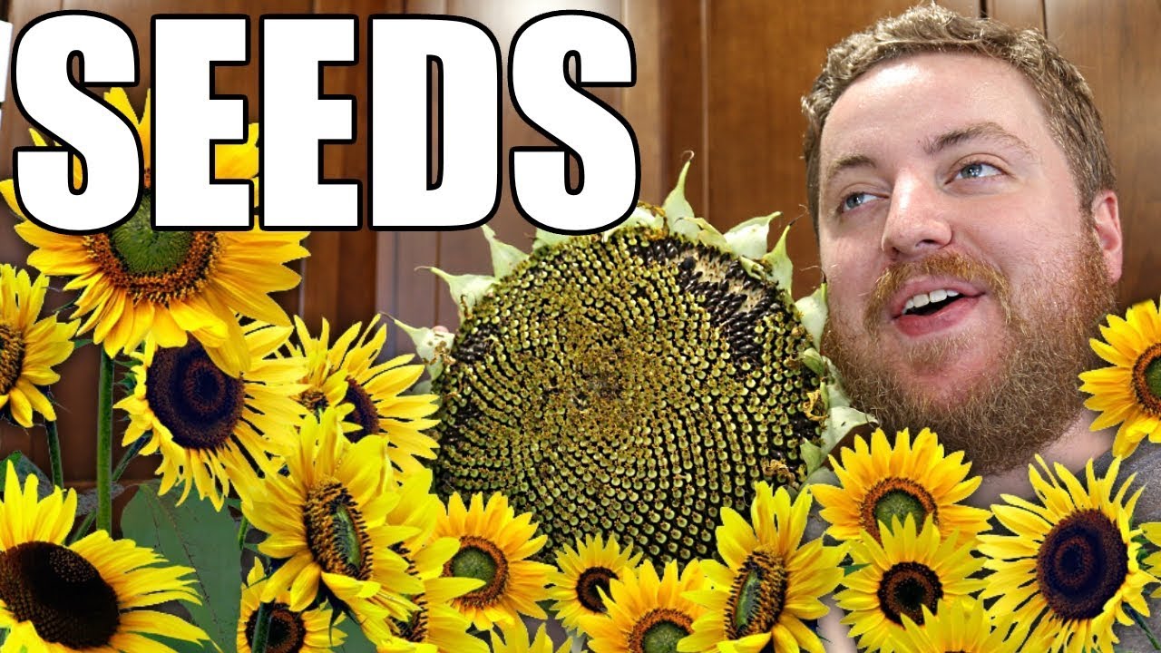 How To Harvest And Roast Sunflower Seeds