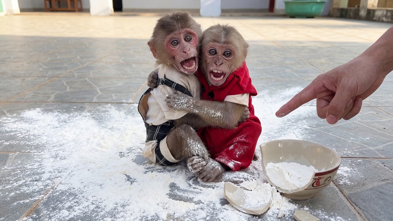 Moon & Bon Broke the Flour Bowl… and Missed Their Fried Sweet Potato Cakes!