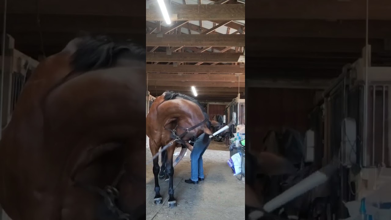 HORSES CAN MEDITATE!