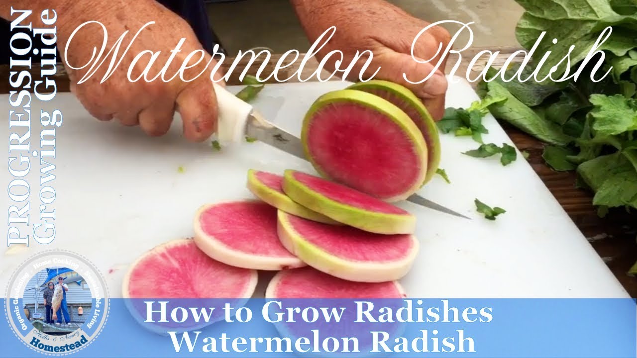 How to Grow Radishes  (PROGRESSION) Growing Guide - Watermelon Radish