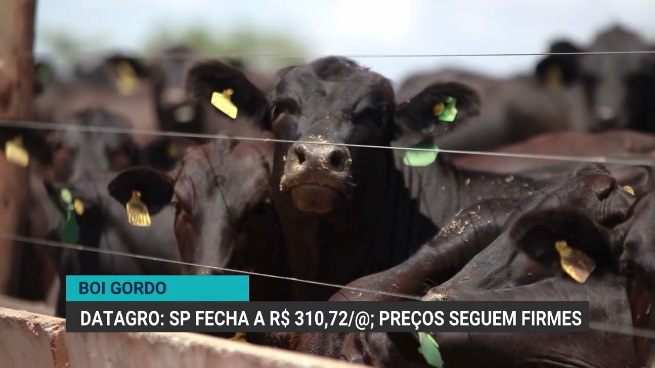 Boi gordo: S&atilde;o Paulo fecha a R$ 310,72/arroba; pre&ccedil;os seguem firmes