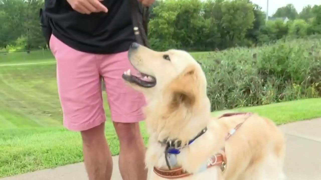 How Leader Dogs for the Blind trains dogs to be guide dogs