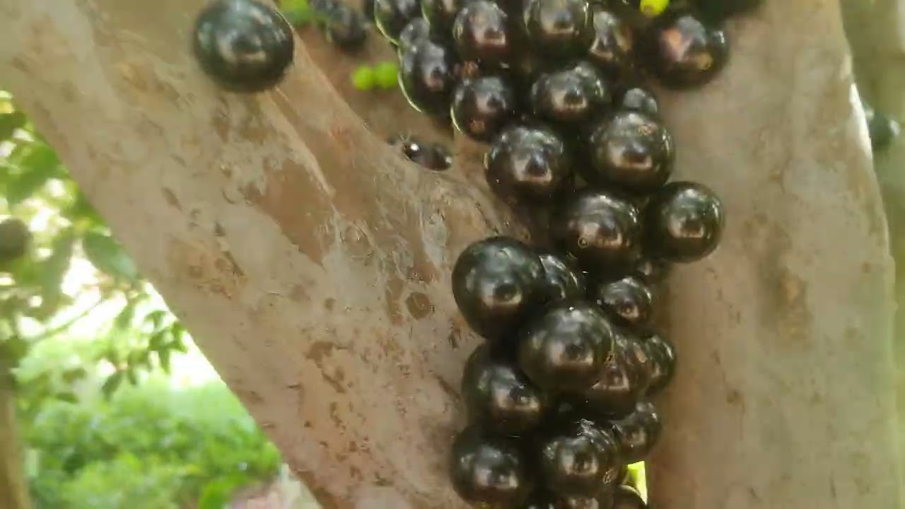 Que Privilegio poder comer Jabuticana na Ilha da Madeira.