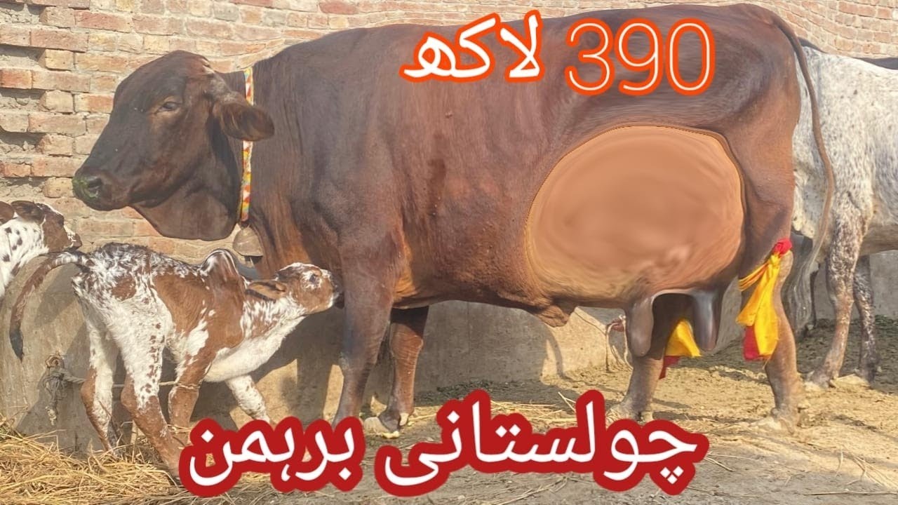 Cholistani Brahman cross cow 🐄🐄 for sale (03044508580)on YouTube