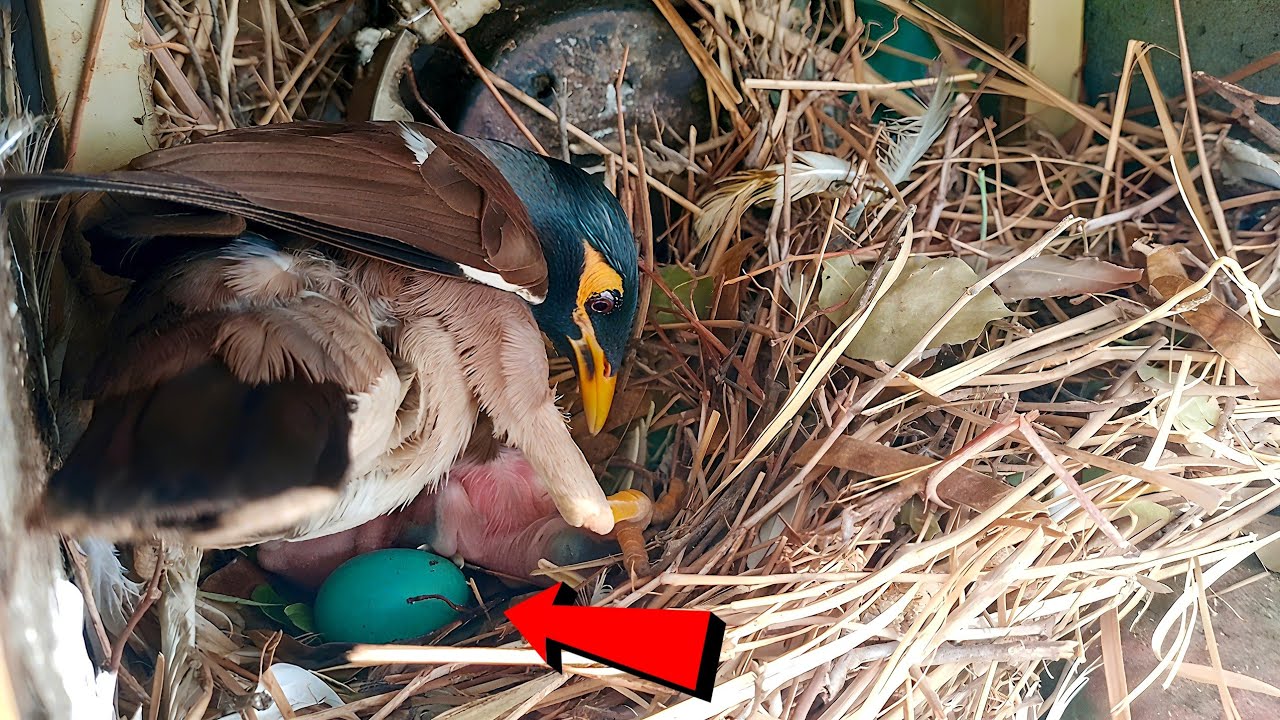Caring Myna protecting its chicks and egg in the nest!