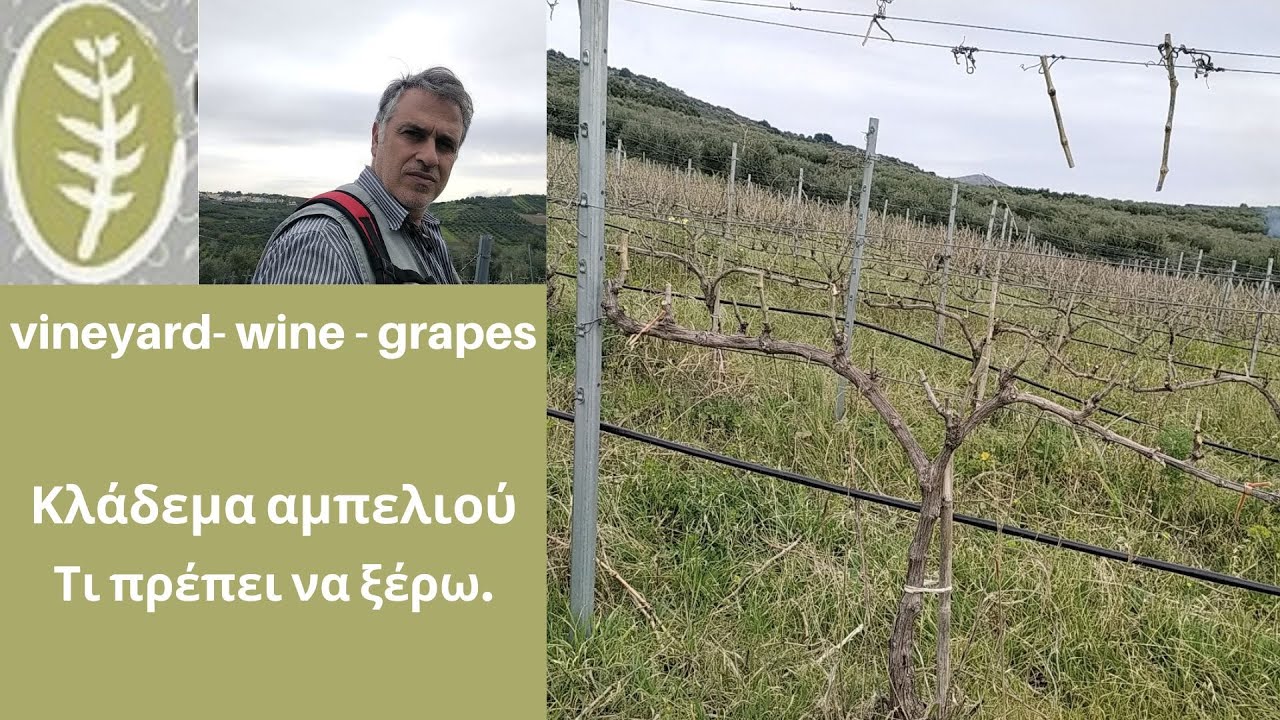 Κλάδεμα αμπελιού  Τι πρέπει να ξέρω