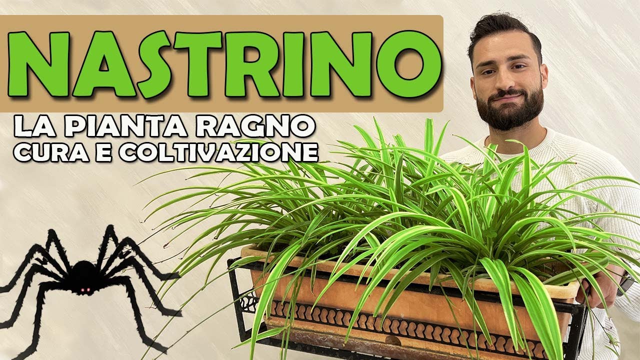 NASTRINO cura e coltivazione della PIANTA RAGNO