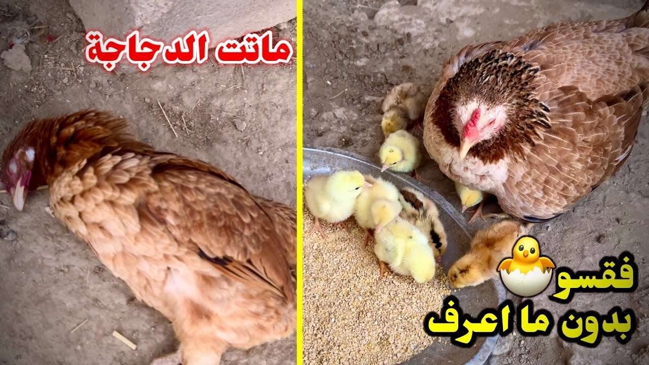 يومات الدجاج🐔فقسو الكتاكيت بدون ما اعرف + ماتت الدجاجة😢