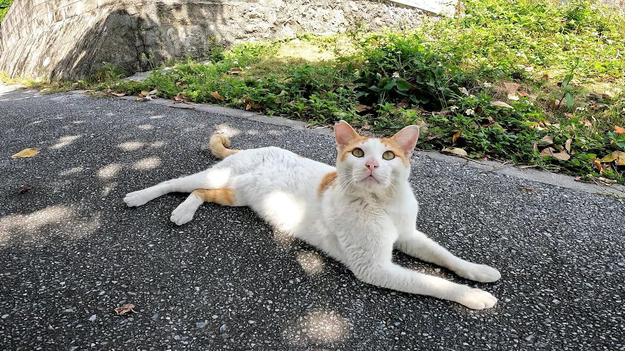 リラックスできる音楽と猫。睡眠音楽。やっぱり猫が好き。野良猫の日常