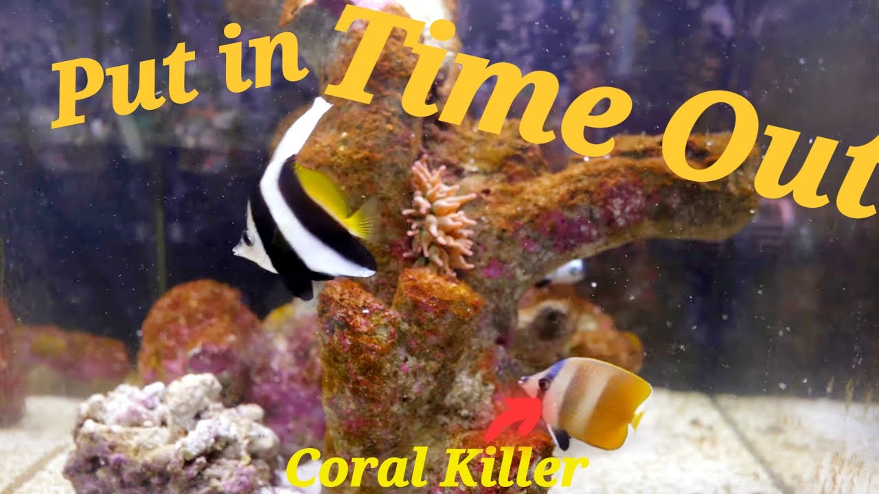 Reefing 72: The Aqua Top Recife ECO 24G Tank & Stand - A new Tank for the QCR Family/Channel!!