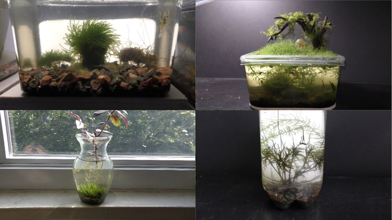 Two Ways to Grow Land Moss Underwater