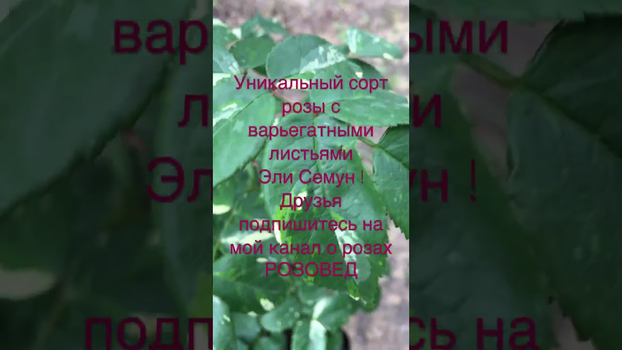 Уникальный сорт розы с варьегатными листьями Эли Семун