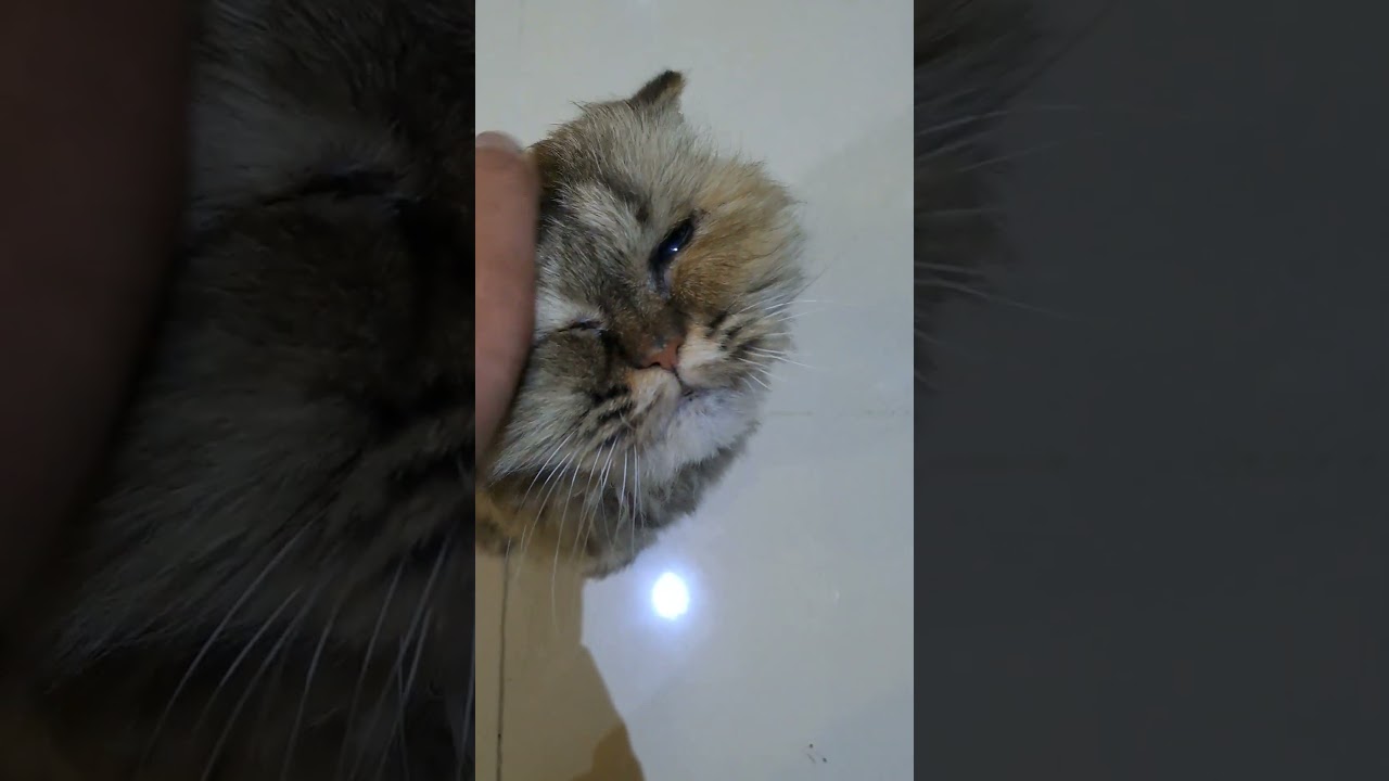 CATShorts Episode 56 