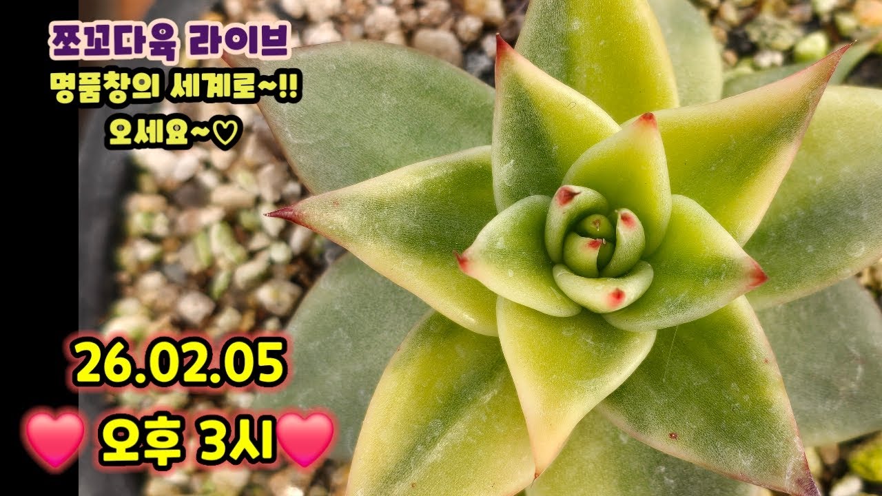#쪼꼬다육-라이브 방송 02.05  오후3시 ❤️ #쪼꼬신품종창 #명품창실생 #실생금 #명품자구 #카드결재가능 ❤️