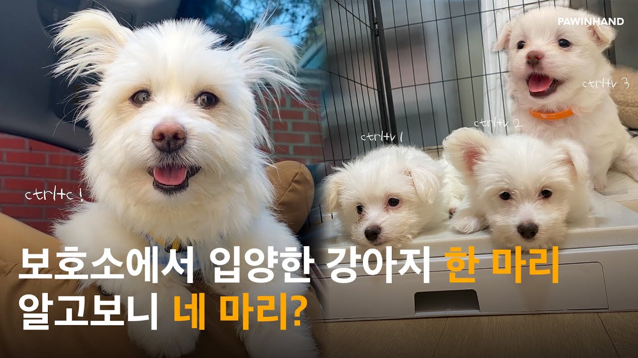 ‘배에 아기가 있어요’ 임신한 유기견의 바니의 이야기ㅣ유기동물 입양ㅣ포인핸드 유기견 입양ㅣ유기견 입양 후 변화ㅣ유기견 입양 후기