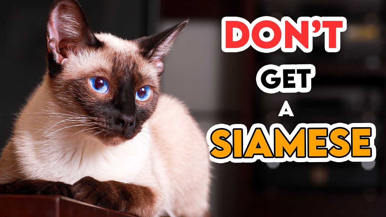 Why You SHOULDN'T Get A SIAMESE Cat