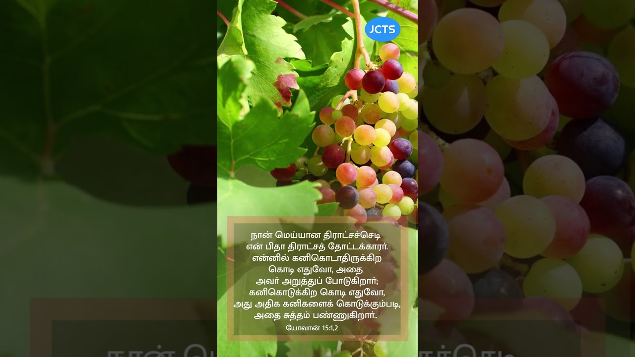 நானே மெய்யான திராட்சை செடி | I am the true vine | Today's gospel | JCTS Ministries