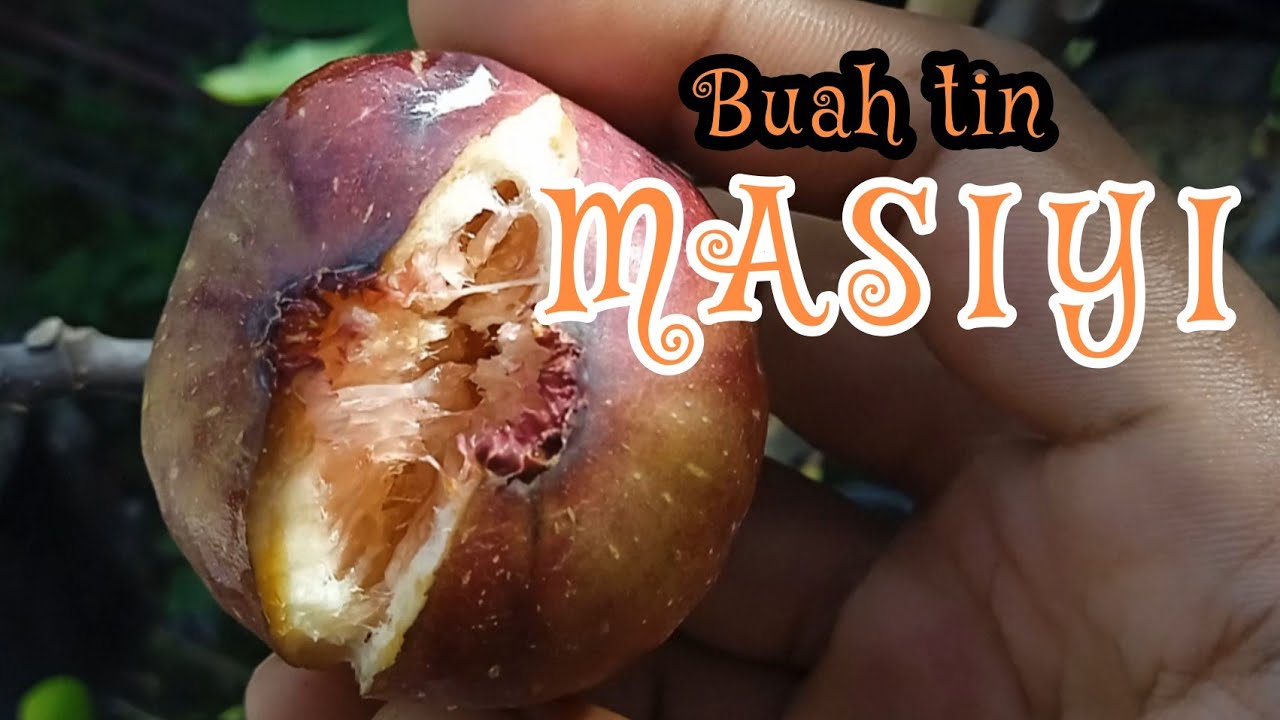 Tin jenis masiyi atau texas ever bearing (teb) ?|| tin varian masiyi