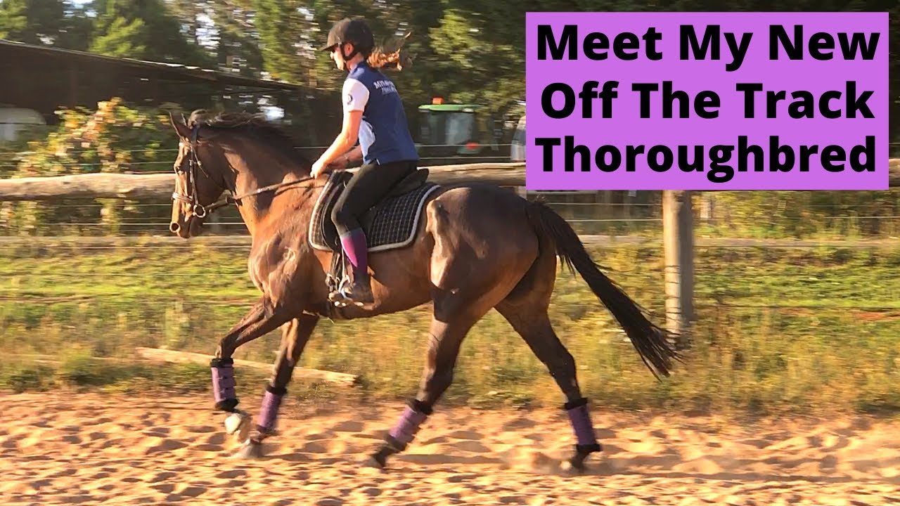 Meet My New Off The Track Thoroughbred Jessie