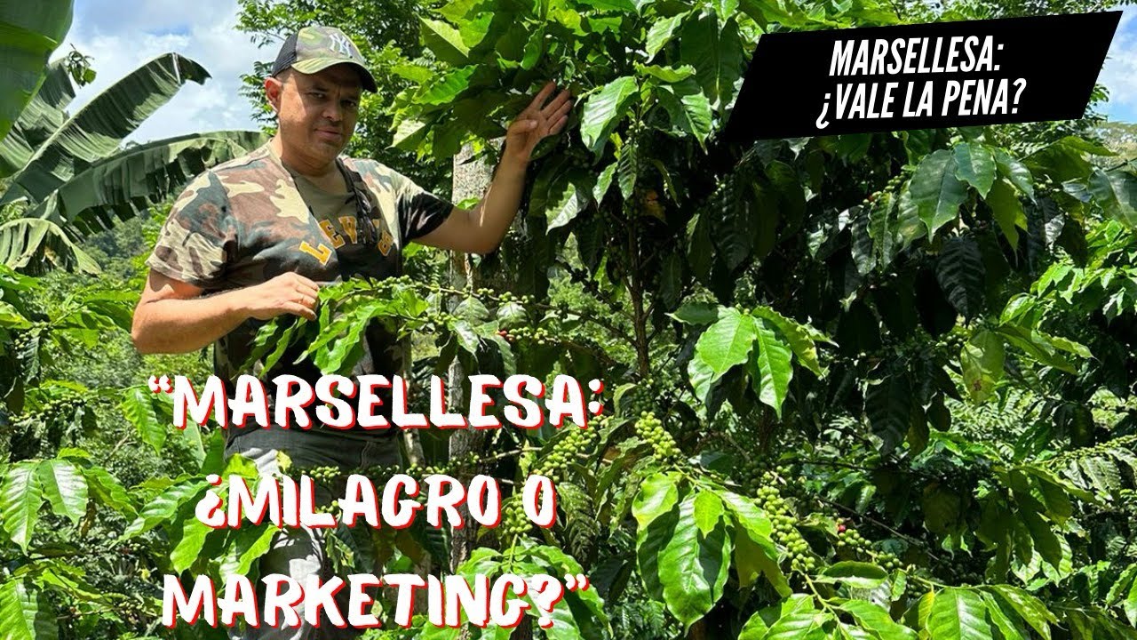 ¿Conoces la historia y ventajas del café #Marsellesa? ☕🌱 #CaféConHistoria #coffeeorigin 