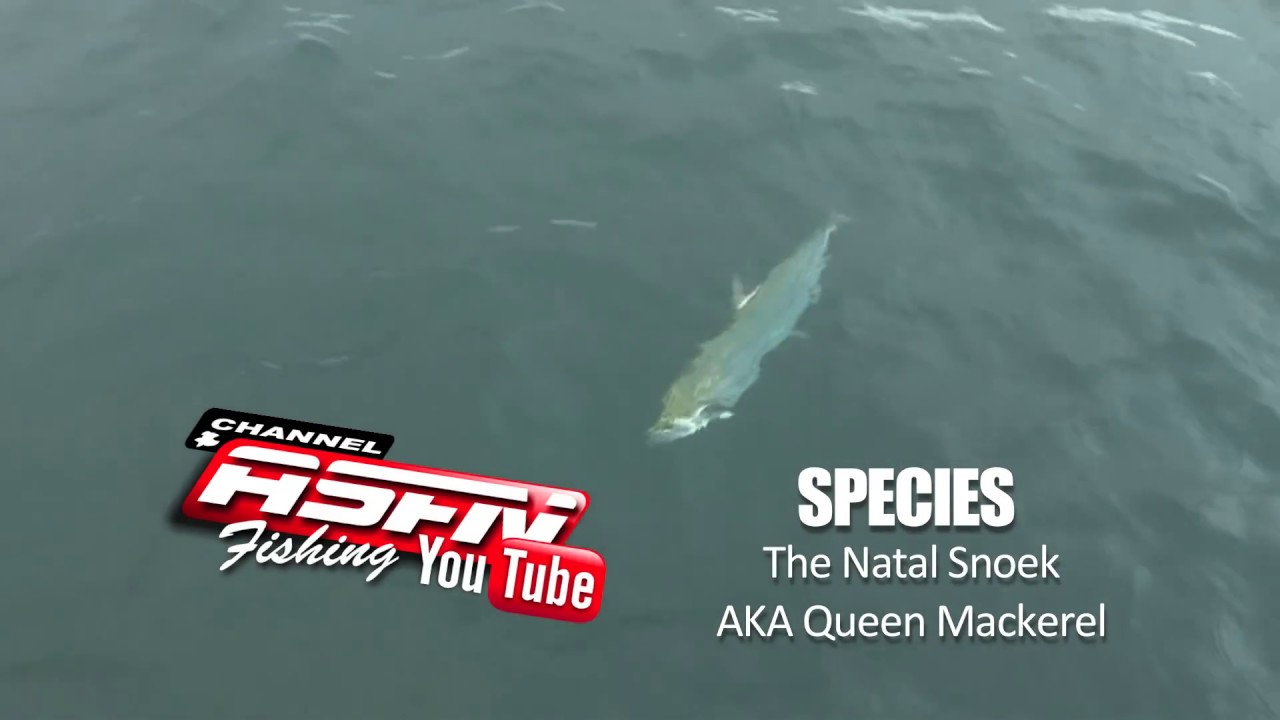 ASFN 2018 SPECIES  | The Natal Snoek / Queen Mackarel