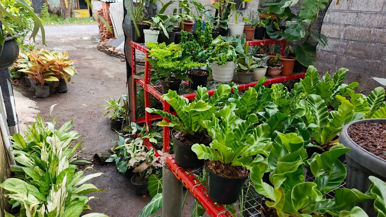 Jualan kembang edisi satset😘