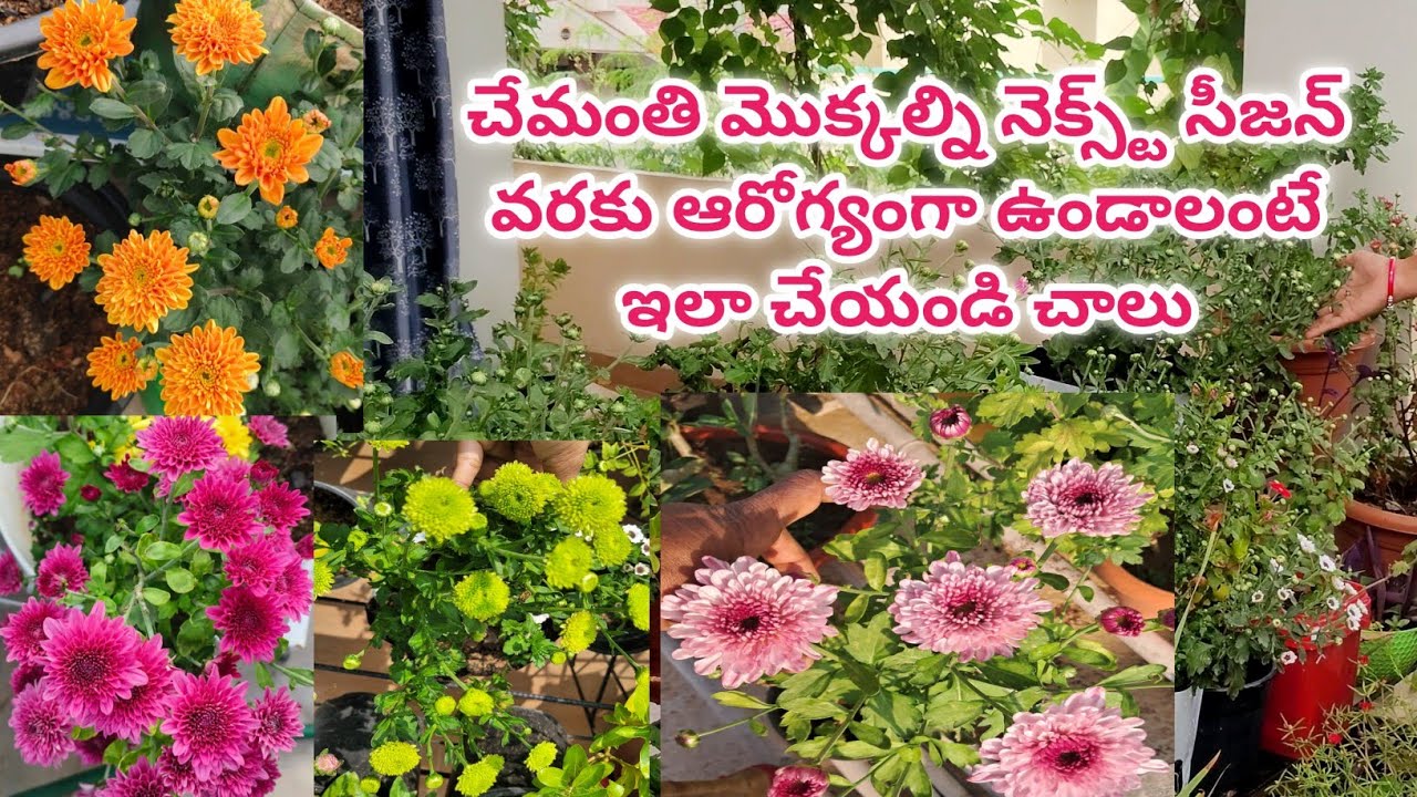 chamanthi plant care in telugu | chamanthi mokkalu ela penchali | chamanthi puvvulu baga puyalante