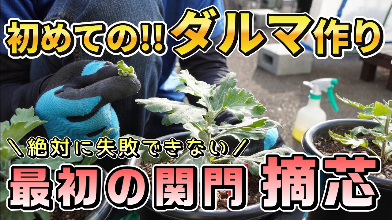 ダルマ作り2025② 【初めての摘芯】三本仕立てへの第一歩！緊張の作業をリアルに公開します