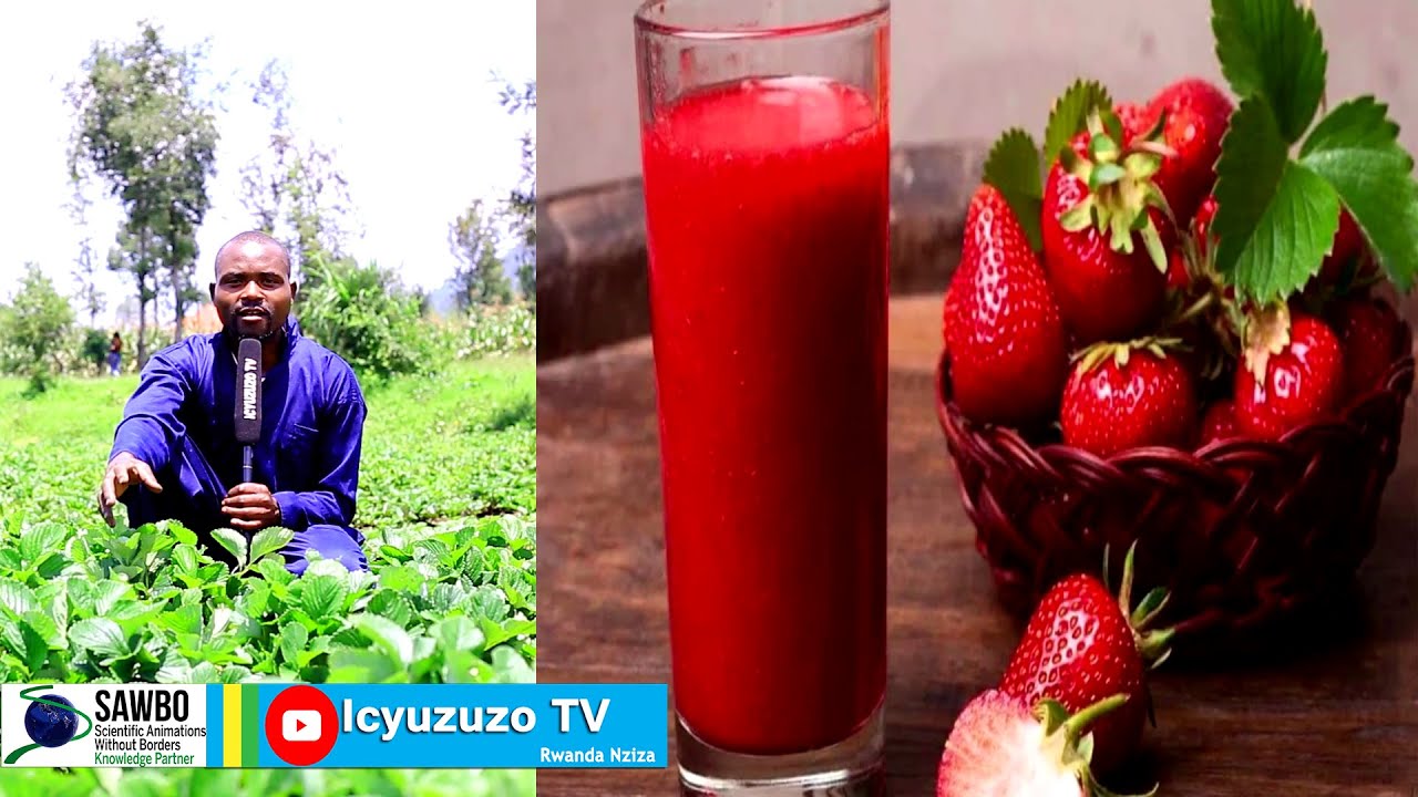 Musanze:Uramutse uhinze #inkeri kuri hectare1 wasarura miriyoni 200.Menya byishi kubuhinzi bw'inkeri