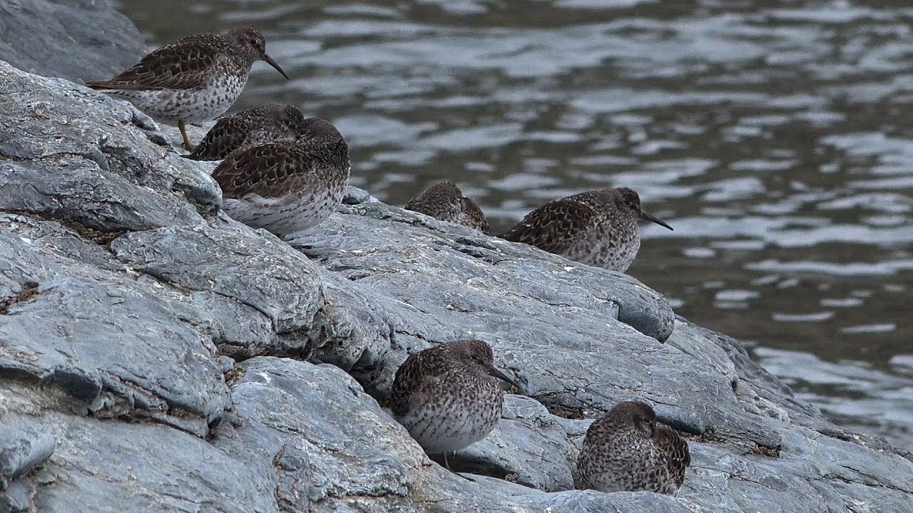 Purple sandpiper (Calidris maritima) - Cornwall UK