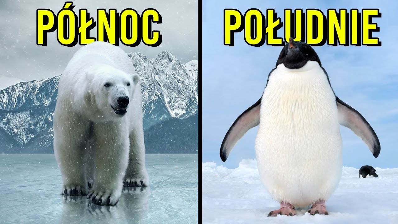 Co różni biegun północny od południowego [TOPOWA DYCHA]