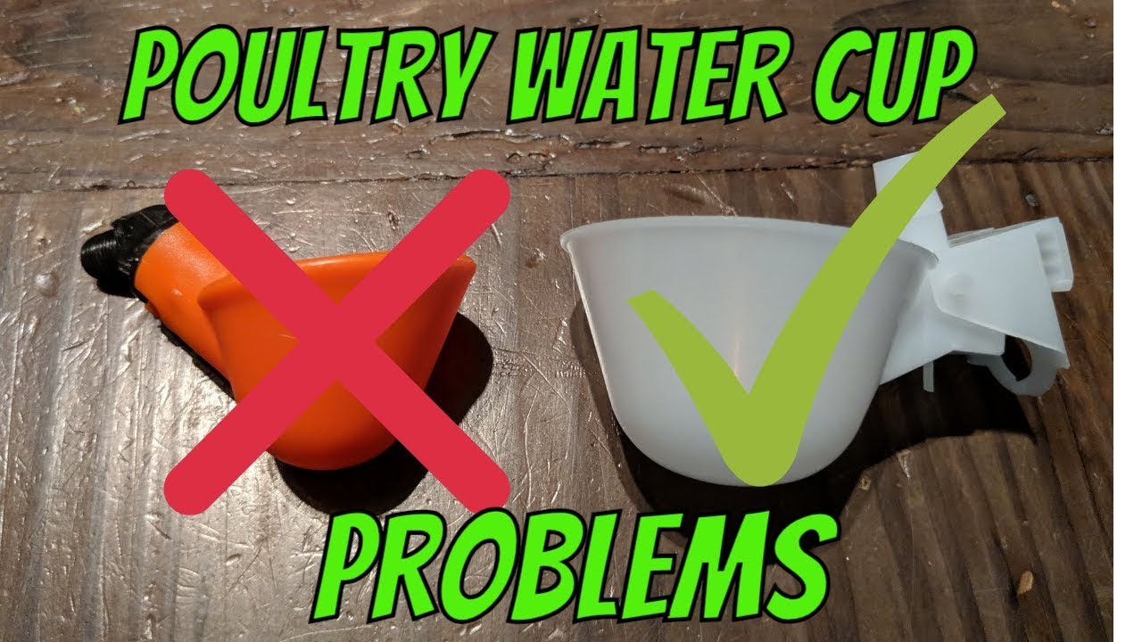 Poultry Water Cup Problems