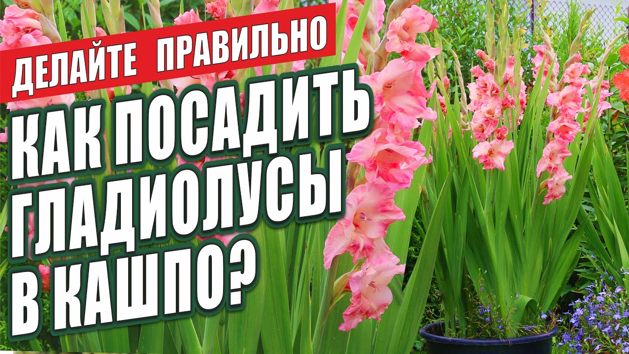 КАК ПОСАДИТЬ ГЛАДИОЛУСЫ В КАШПО? ДЕЛАЙТЕ ПРАВИЛЬНО!